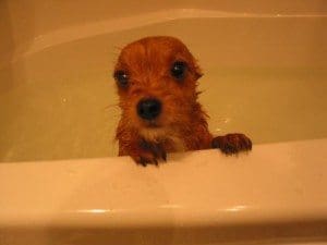 bath