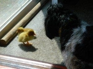 allie and the ducs 001