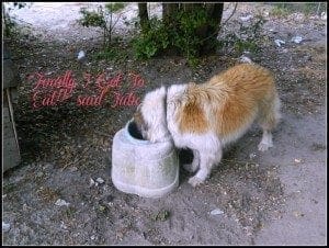 AFM dog food 3