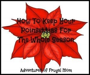 AFM Poinsettia