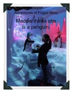 AFM Maddie Penguin