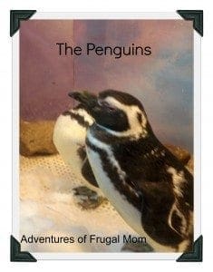 afm penguins