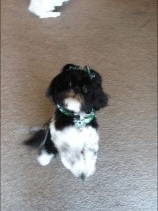 Allie our shih tzu