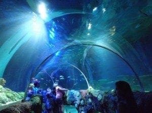 Carowinds, aquarium, great wolf 086
