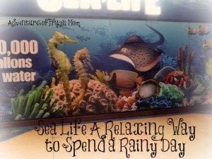 Sea Life Aquarium Relaxing Day