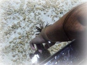 sea life aquarium touch tank