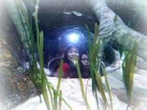 sea life bubble