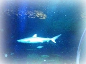 sea life sharks