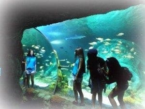 sea life twin