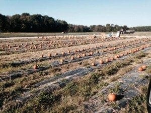 pumpkins in the field 
