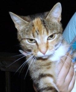 Adopted Cat Markie