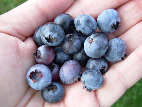 Recalling Memories with Blueberries from North Carolina Lifestyle Blogger Adventures of Frugal Mom