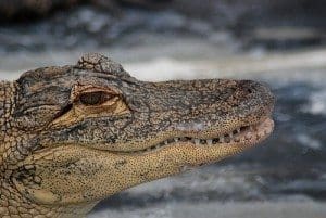 gatorland