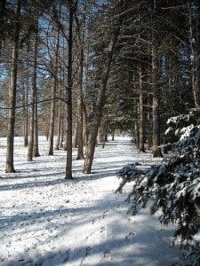 snow morton