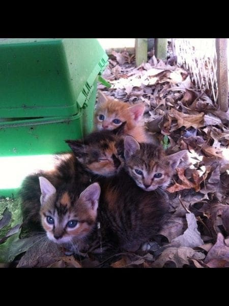 four little kittens