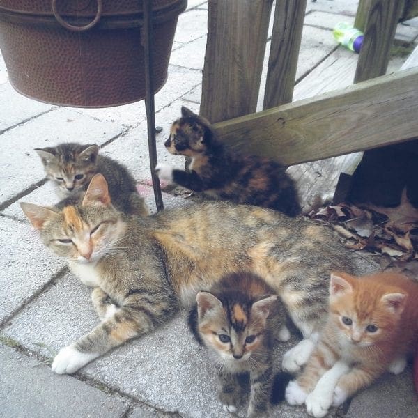 Markie and her four little ones.