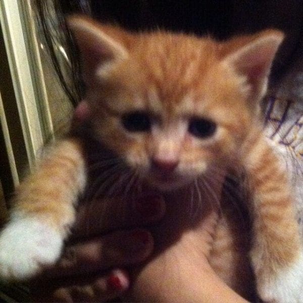 little orange fluff ball
