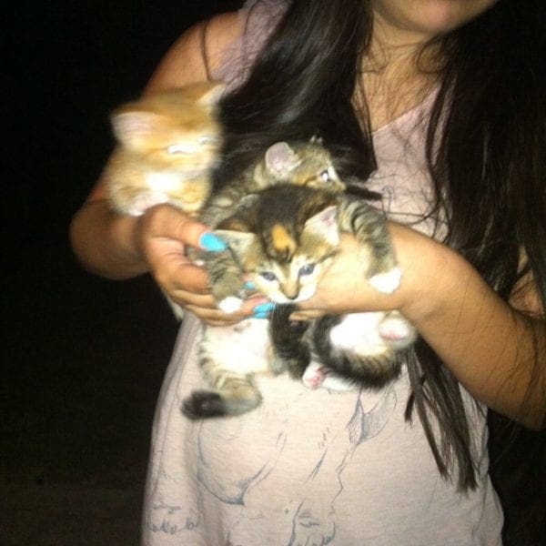 kittens 1