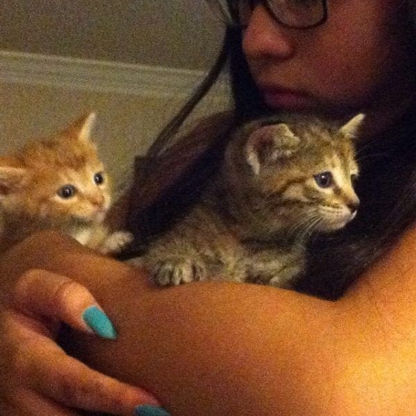 kittens 2