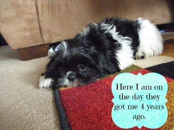 allie's gotcha day