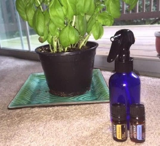 DIY Solutions For Bugs