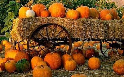 Pumpkin-Patch-400x250