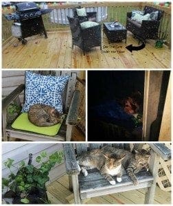 cats on deck