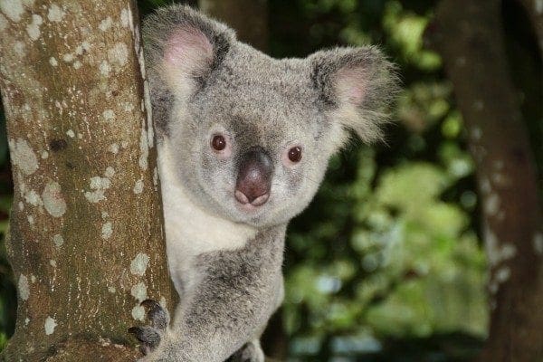 australia-1068578_1280