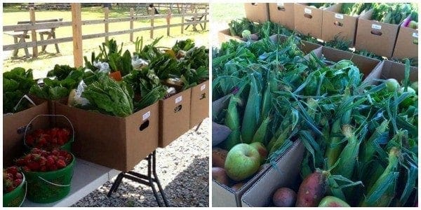 CSA Box Collage