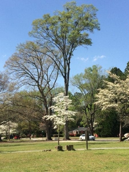 stoney creek park dogwoods