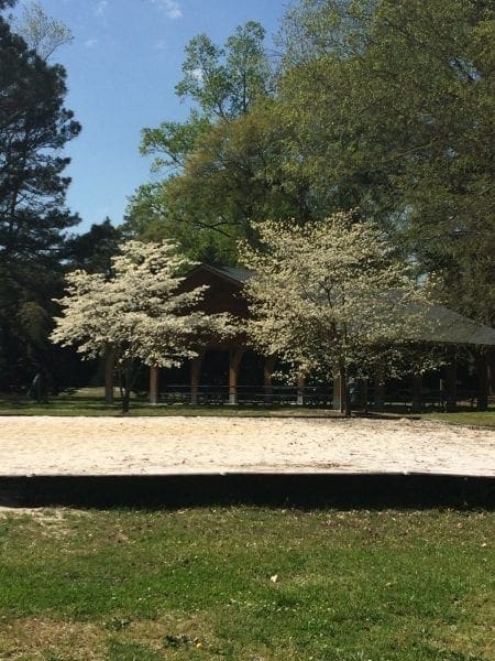 dogwoods in bloom Stoney Creek park