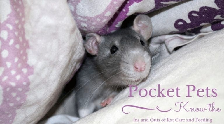 Pocket Pets: Know the Ins and Outs of Rat Care and Feeding