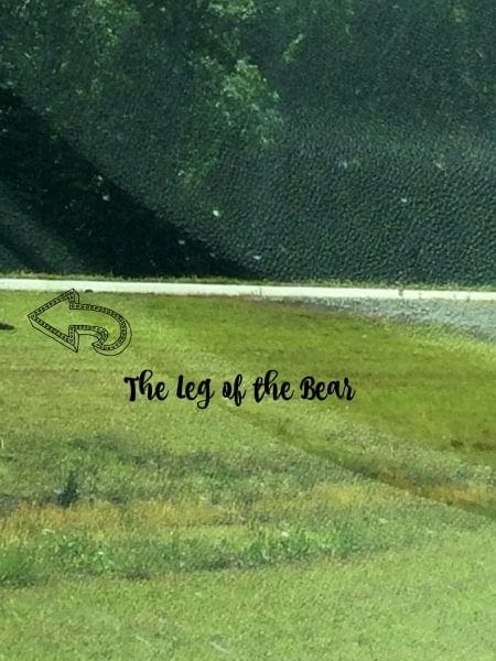 black bear leg