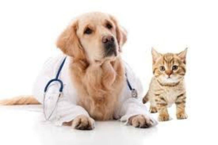 Pocket Friendly Insurance Plans for Pets