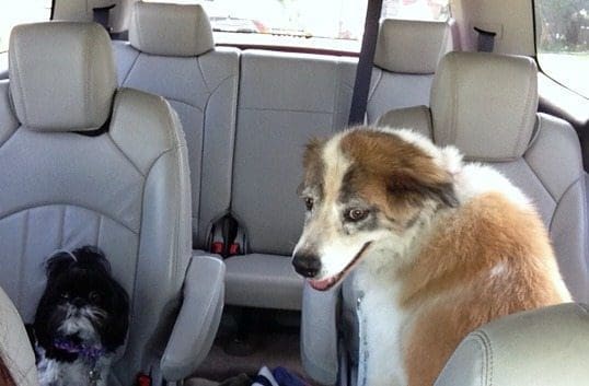 Car Ride to the Dog Park