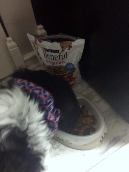 Allie eating Beneful