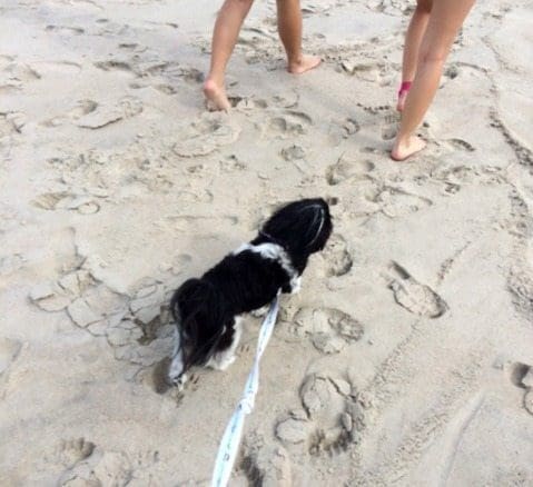 Allie in the sand