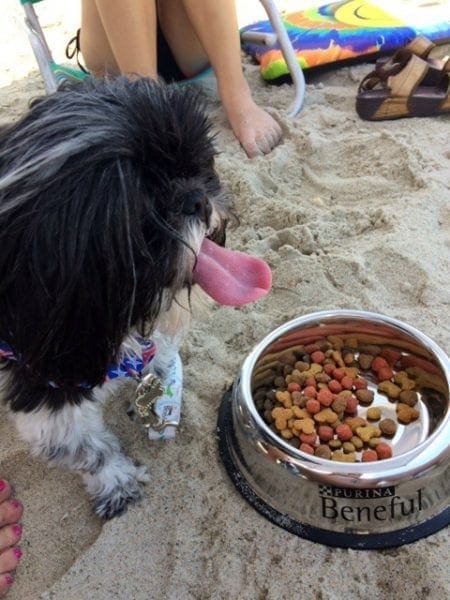 Allie on beach with Beneful