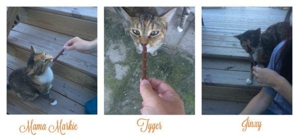 Cats eating Treats