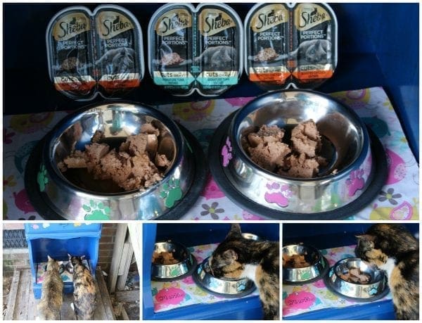 Sheba perfect portions (1)