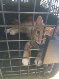 cat carrier