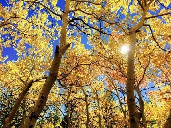 Protecting Your Property and Family: How to Tell If a Tree is Sick, Dead or Dying Tree from NC Lifestyle Blogger Adventures of Frugal Mom