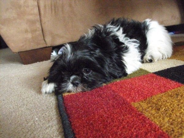 Here I am the first day that my family adopted me. 