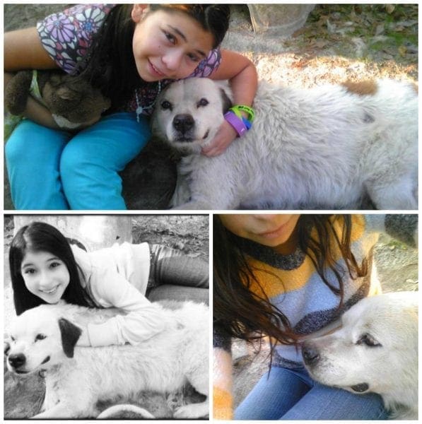 A Dog's Purpose