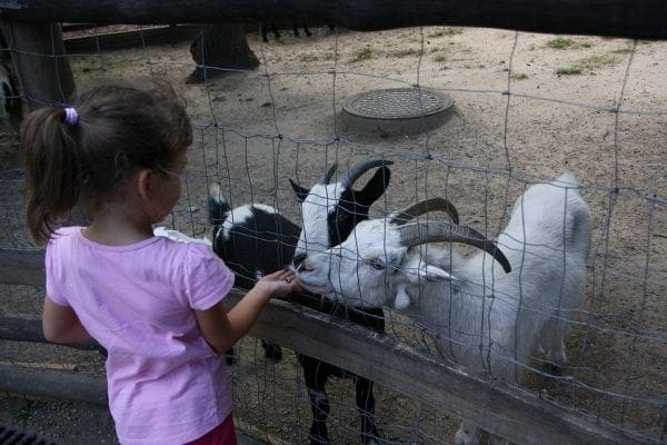 Kids Entertained Plan a Day Trip