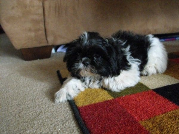 Allie New Puppy