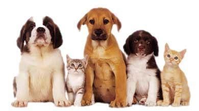 cute pets