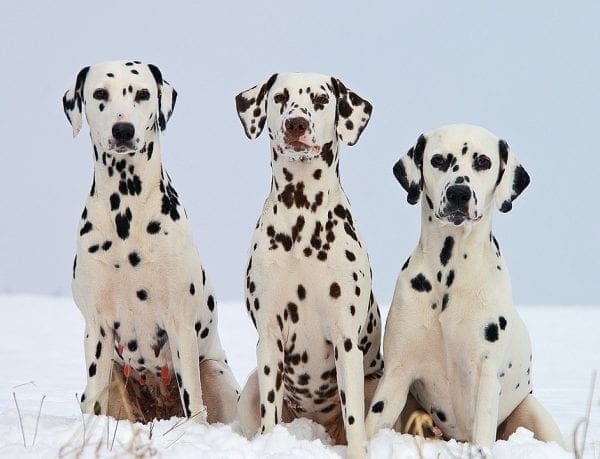 How to Spot the Signs and Symptoms that Your Dog isn’t Well