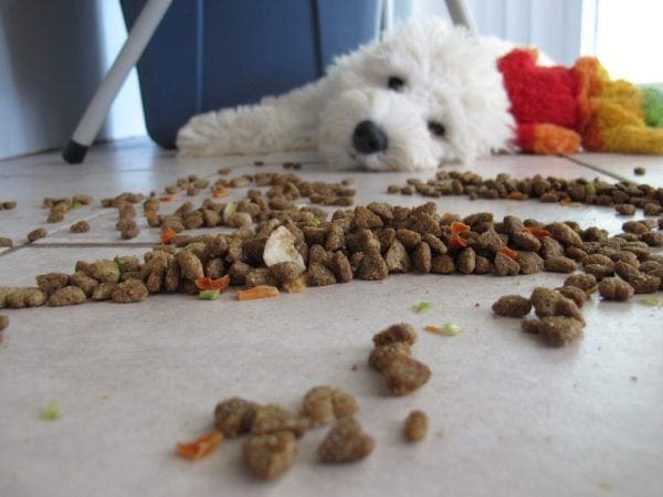 How to Spot the Signs and Symptoms that Your Dog isn’t Well