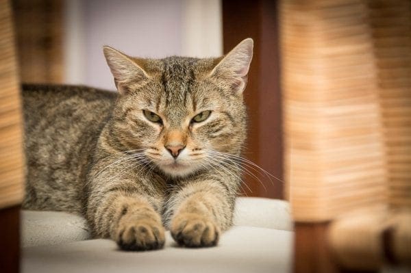 cats in home 